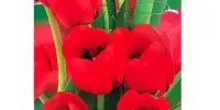 Святочны канцэрт, прысвечаны Дню Вялікай Перамогі